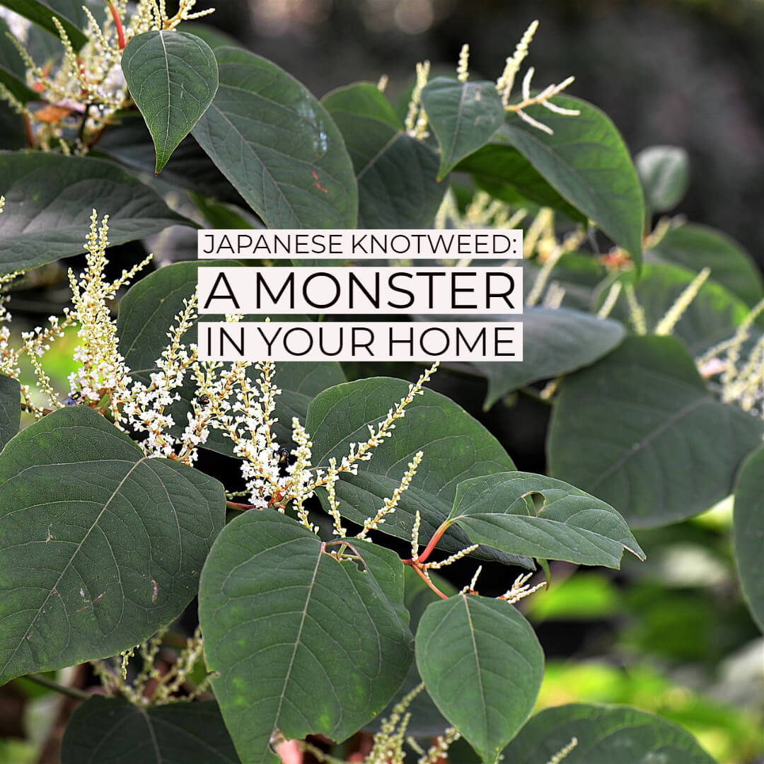 Japanese Knotweed
